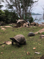 die sind echt, Seychellen Riesenschildkröten